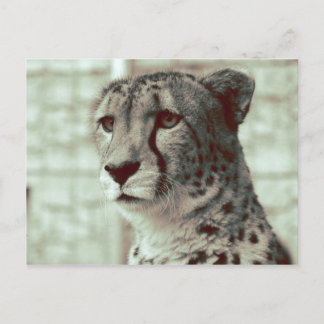 Gepard Postkarte