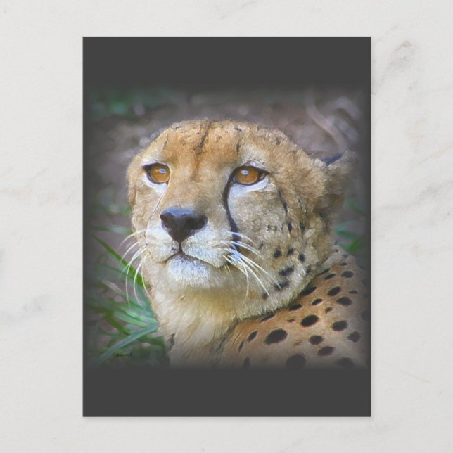 Gepard Postkarte (Vorderseite)