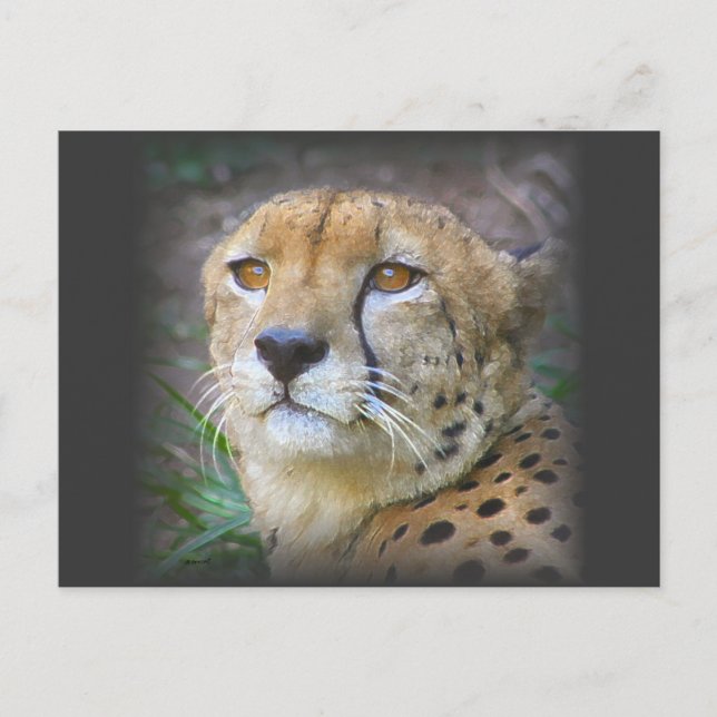 Gepard Postkarte (Vorderseite)