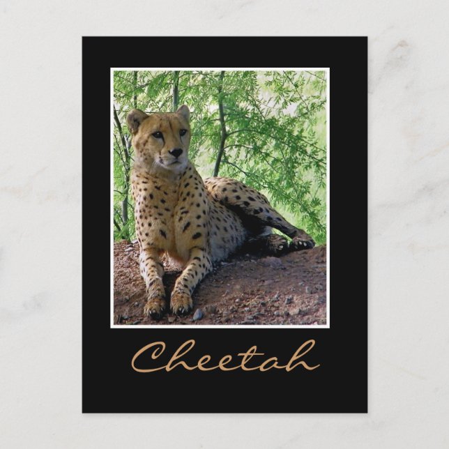 Gepard Postkarte (Vorderseite)