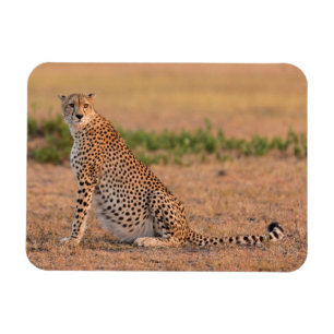 Gepard ruht am frühen Morgen Magnet