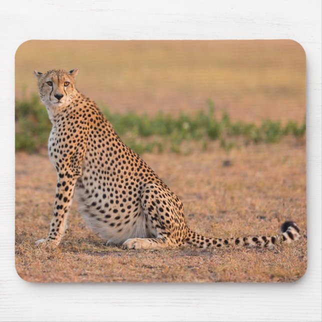 Gepard ruht am frühen Morgen Mousepad (Vorne)