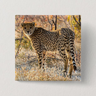 Gepard schaut sich um button