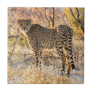 Gepard schaut sich um fliese