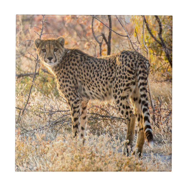 Gepard schaut sich um fliese (Vorderseite)