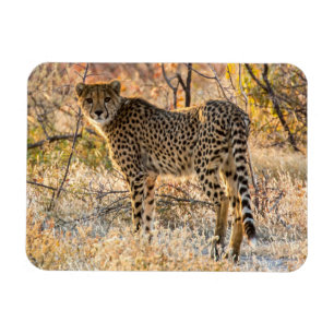 Gepard schaut sich um magnet