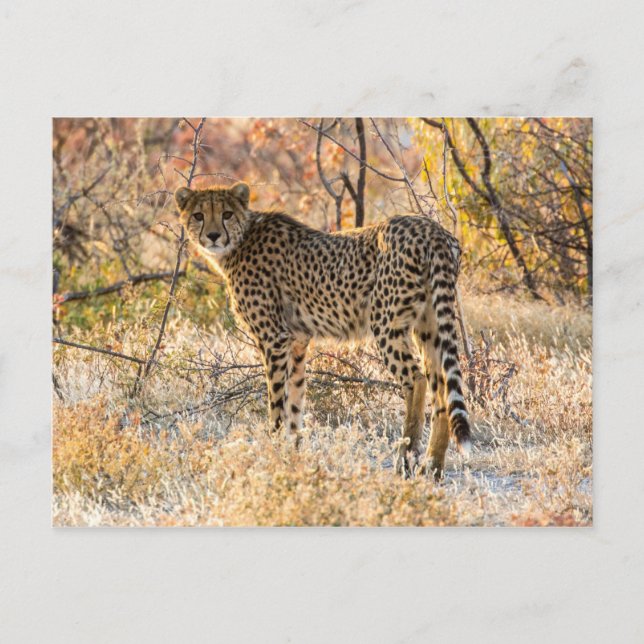 Gepard schaut sich um postkarte (Vorderseite)