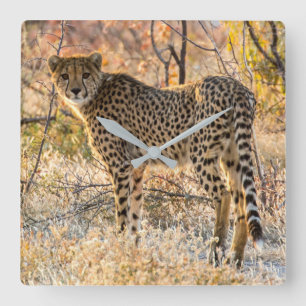 Gepard schaut sich um quadratische wanduhr