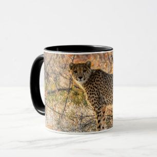 Gepard schaut sich um tasse