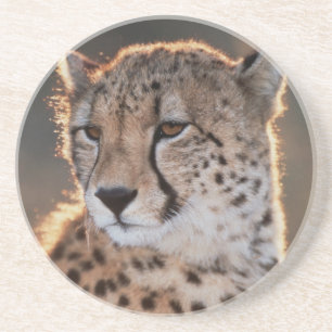 Gepard schaut weg getränkeuntersetzer