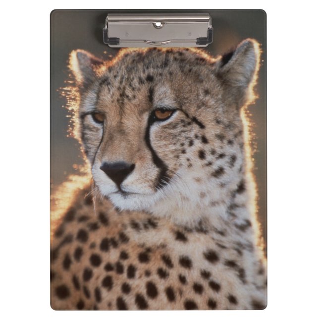 Gepard schaut weg klemmbrett (Vorderseite)