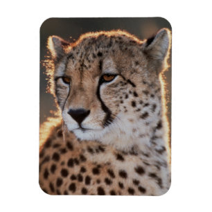 Gepard schaut weg magnet