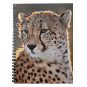 Gepard schaut weg notizblock