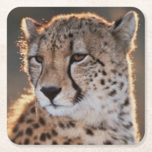 Gepard schaut weg rechteckiger pappuntersetzer