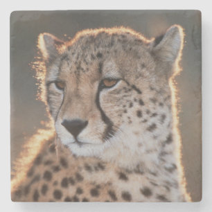 Gepard schaut weg steinuntersetzer