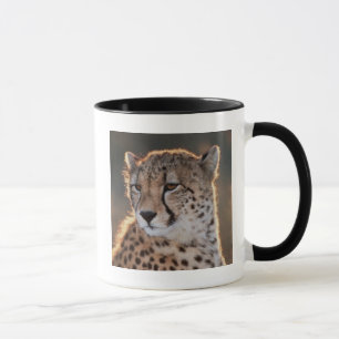 Gepard schaut weg tasse