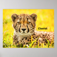 Gepard, Tier der Katzenfamilie
