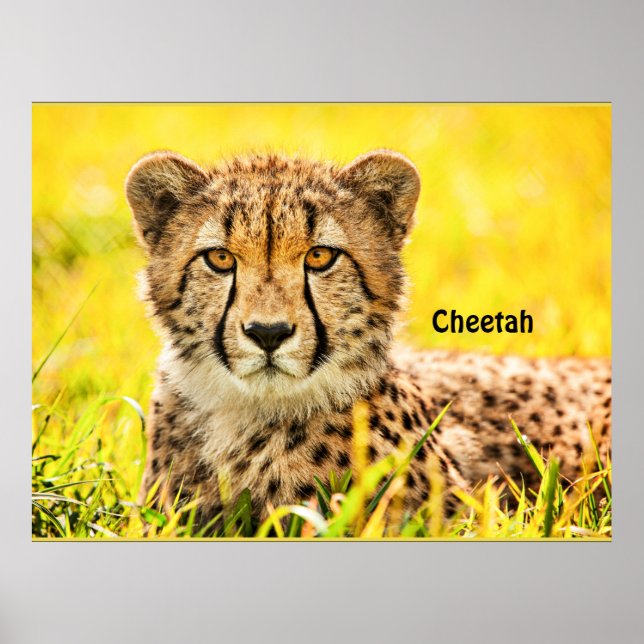 Gepard, Tier der Katzenfamilie Poster (Vorne)