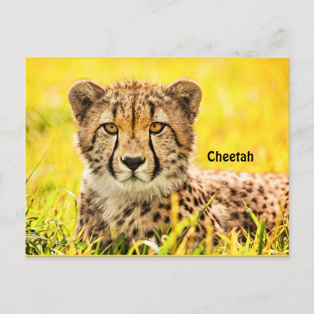 Gepard, Tier der Katzenfamilie Postkarte (Vorderseite)