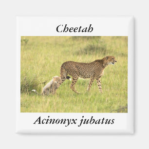 Gepard-u. Junges Magnet