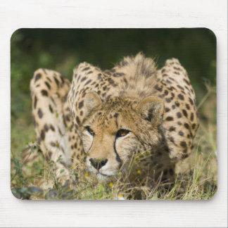 Gepard unten niedrig mousepad