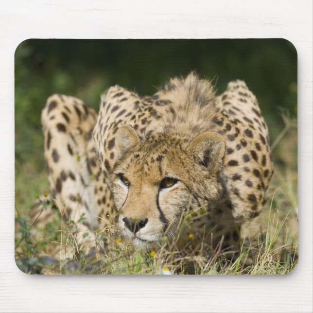 Gepard unten niedrig mousepad (Vorne)