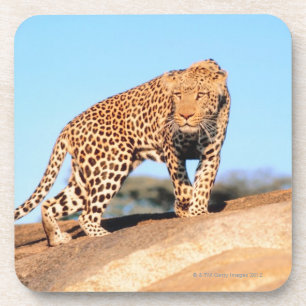 Gepard Untersetzer