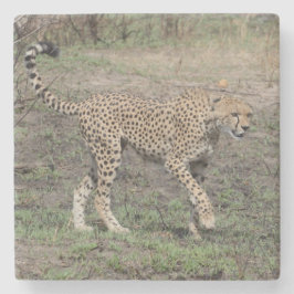 Gepard unterwegs. steinuntersetzer