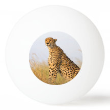 Gepard-Wildafrikanisches Foto Big Cat