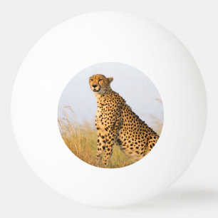 Gepard-Wildafrikanisches Foto Big Cat Tischtennisball