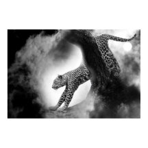 Gepard-Wildkatze auf dem Jagdplakat