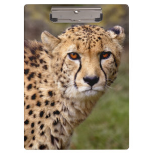 Gepard-Zwischenablage Klemmbrett