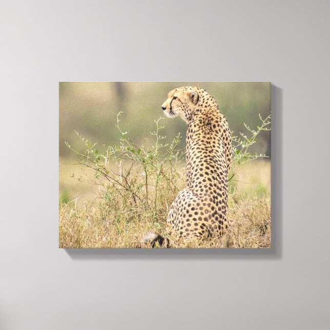 Geparde in wilder Umgebung gezackte Leinwand Print (Vorderseite)