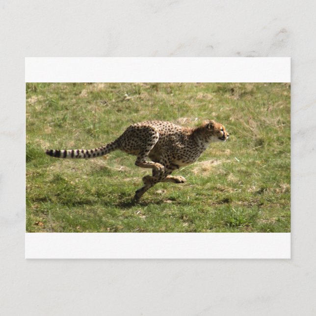 Geparden (Acinonyx jubatus), ganze Galopp Postkarte (Vorderseite)