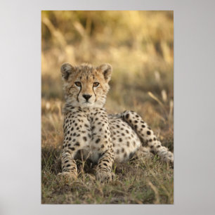 Geparden, Acinonyx jubatus, kleiner Junge Poster