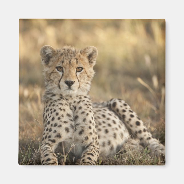 Geparden, Acinonyx jubatus Magnet (Vorne)