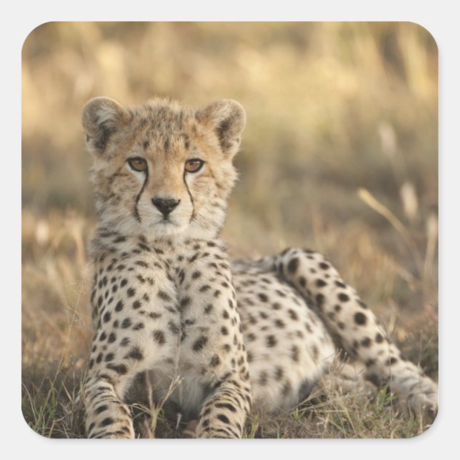 Geparden, Acinonyx jubatus Quadratischer Aufkleber (Vorderseite)
