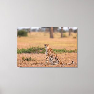 Geparden am frühen Morgen Leinwanddruck