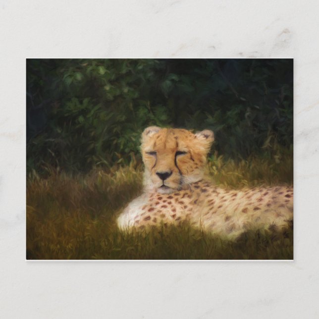 Geparden im Fossil Rim Wildlife Centre Postkarte (Vorderseite)