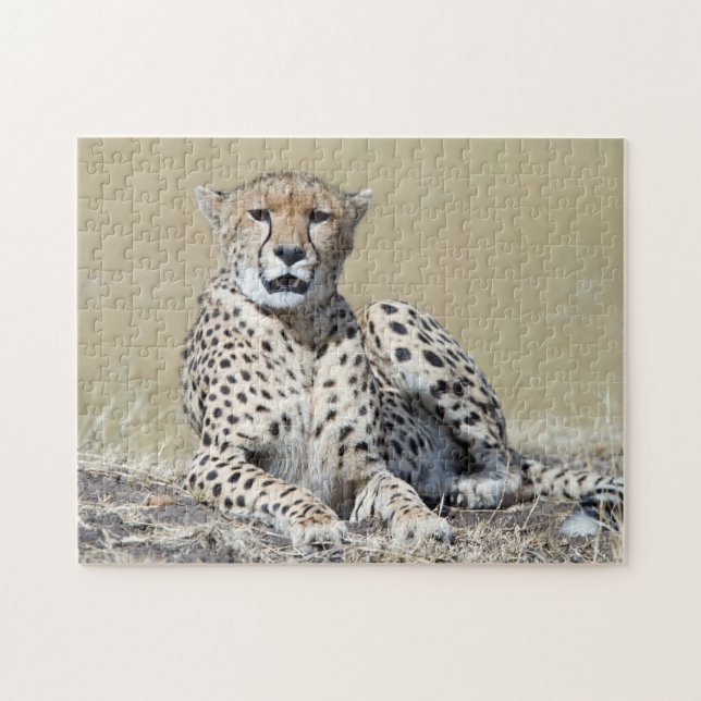 Geparden im Masai Mara im kenianischen Foto (Horizontal)