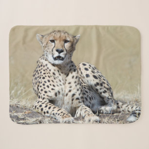 Geparden im Masai Mara im kenianischen Foto Sherpadecke
