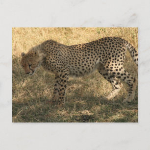 Geparden Postkarte