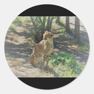 Geparden Runder Aufkleber