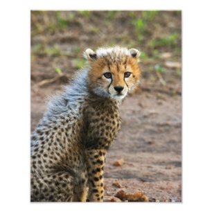 Gepardenjunges Acinonyx Jubatus) Fotodruck