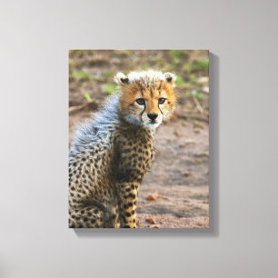 Gepardenjunges Acinonyx Jubatus) Leinwanddruck