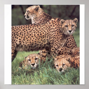 Gepardfamilie Poster