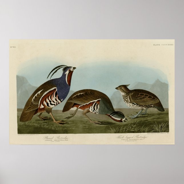 geplumpfte und dickbeinige Partridge Poster (Vorne)