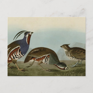 geplumpfte und dickbeinige Partridge Postkarte