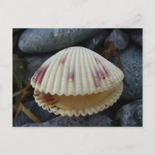 Gepunktet Cockle Muschel, Niederländischer Hafen, Postkarte