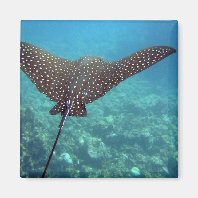 Gepunktet Eagle Ray Magnet (Vorne)